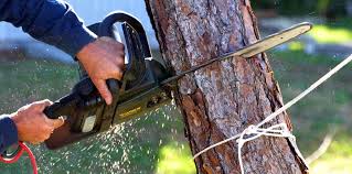 Pest Control for Lawns in Montgomery, GA
