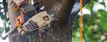 Best Pest Control for Lawns  in Montgomery, GA