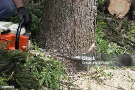 Montgomery, GA Tree Care Company