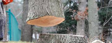 Best Fruit Tree Pruning  in Montgomery, GA