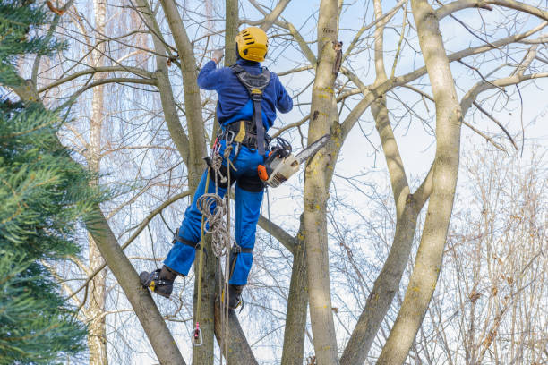 Best Tree Mulching  in Montgomery, GA
