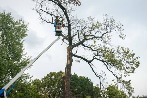 Best Hedge Trimming  in Montgomery, GA