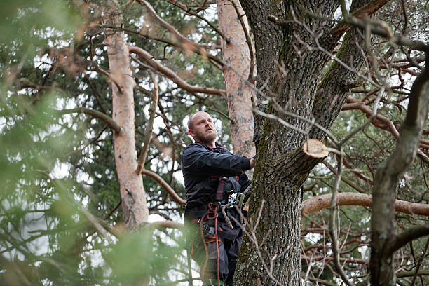 Best Arborist Consultation Services  in Montgomery, GA