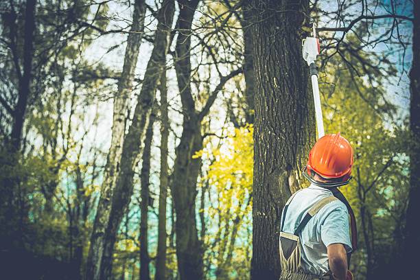 Best Tree Preservation Services  in Montgomery, GA