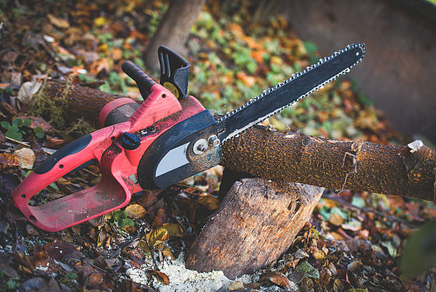 How Our Tree Care Process Works  in  Montgomery, GA